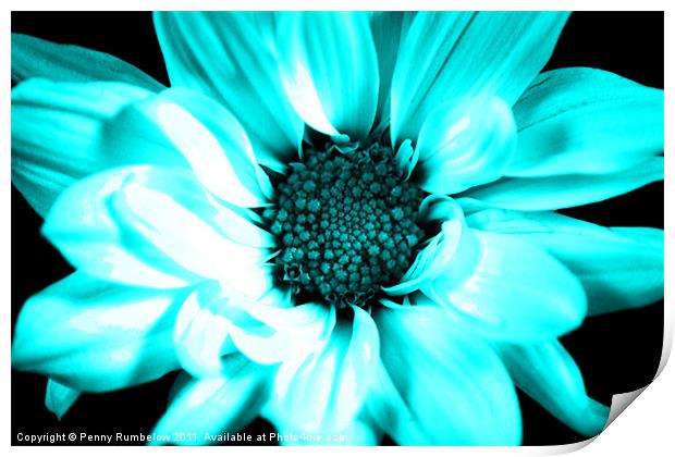 vivid blue chrysanthemum Print by Elouera Photography
