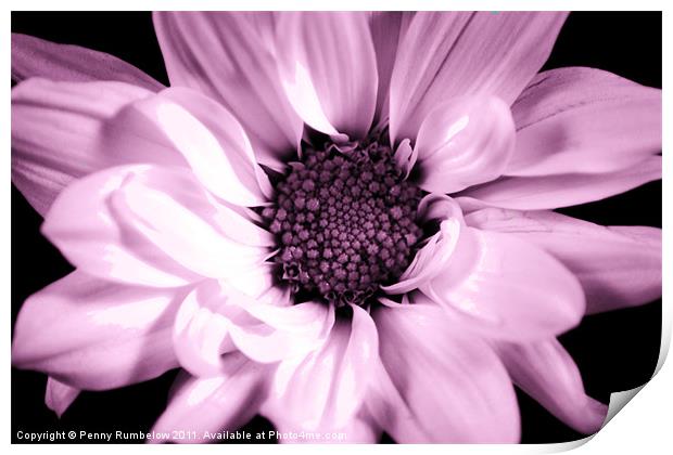 vivid pink chrysanthemum Print by Elouera Photography