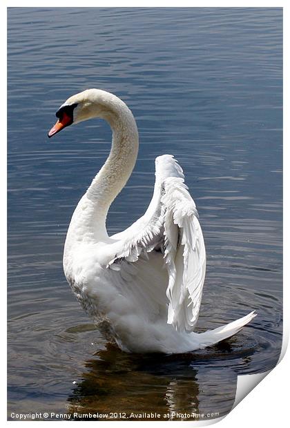 swan wings Print by Elouera Photography