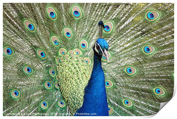 Peacock Print by Elouera Photography