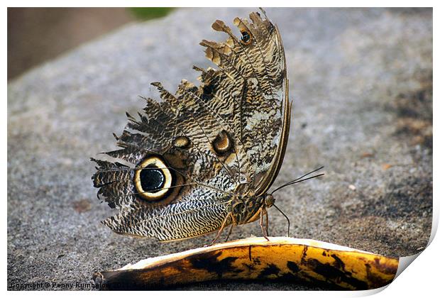 owl butterfly feeding on banana Print by Elouera Photography