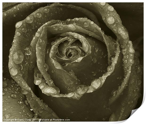 black and white rose Print by Claire Clarke