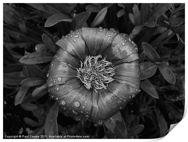 With Raindrops Print by Paul Causie
