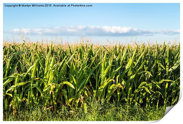 Corn Field In Summer Print by Martyn Williams