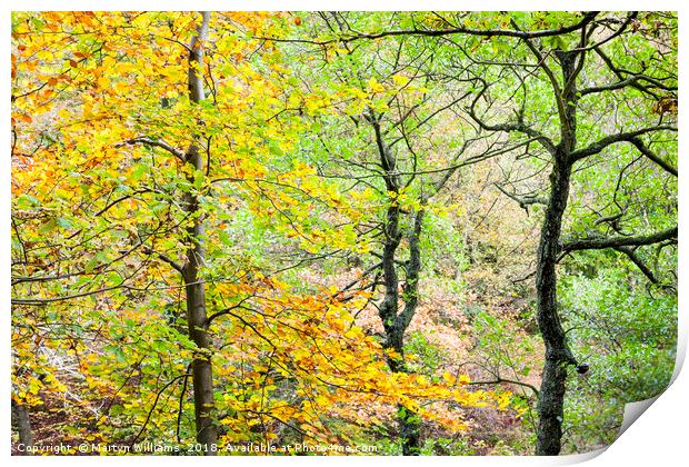 Trees in Autumn, Padley Gorge Print by Martyn Williams