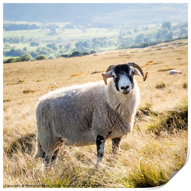 Black Faced Sheep, Derbyshire Print by Martyn Williams
