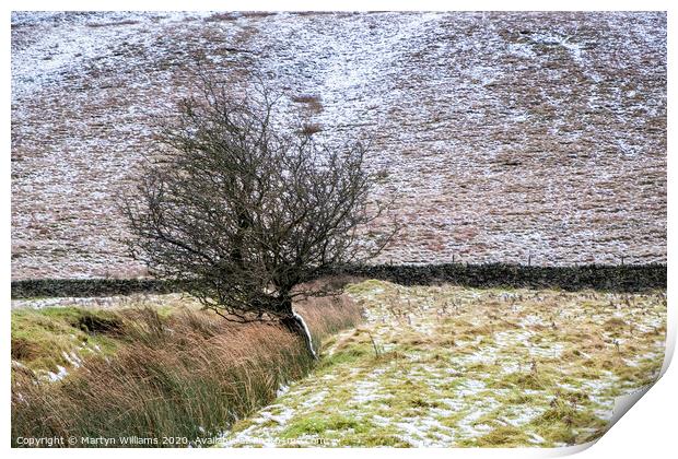 Tree, Vale of Edale, Derbyshire Print by Martyn Williams