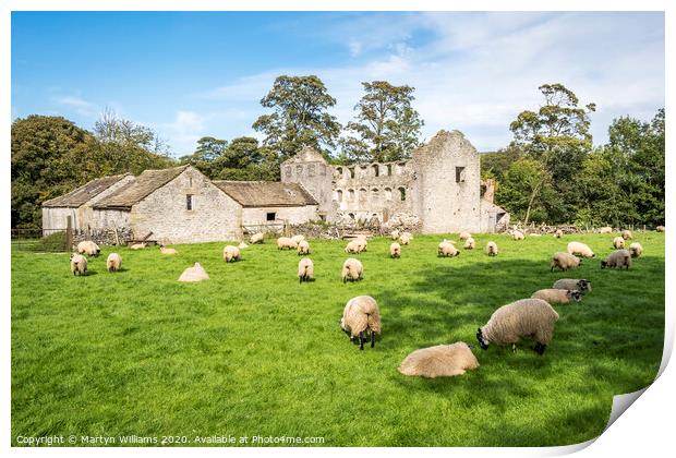Sheep Grazing, Castleton Print by Martyn Williams