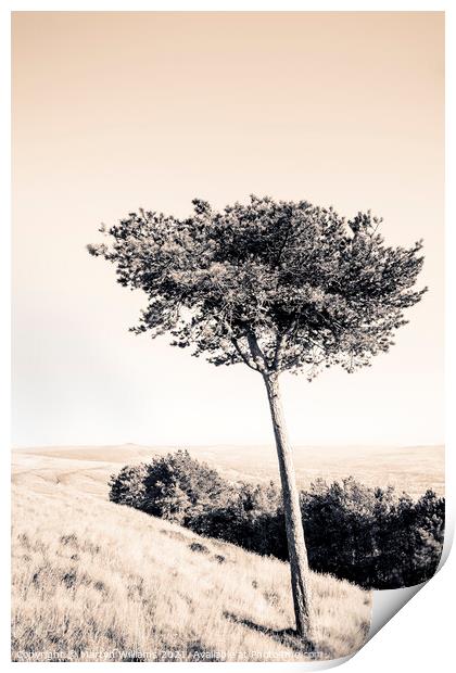 Pine Tree, Peak District Print by Martyn Williams