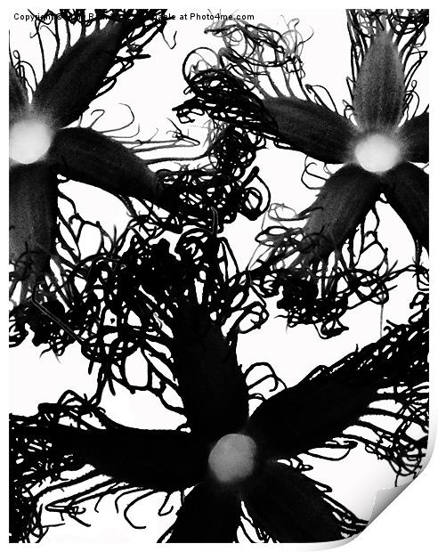 Three Black Flowers Print by Mary Rath