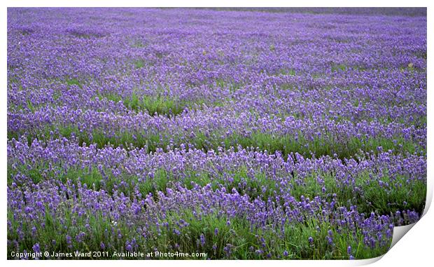 Lavender field 4 Print by James Ward