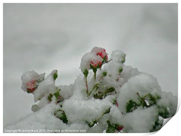 Snow covered berries Print by James Ward