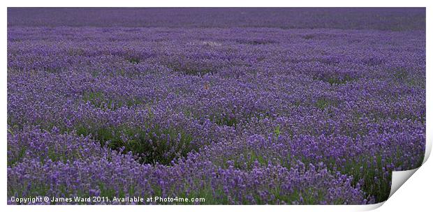 Lavender Field 5 Print by James Ward