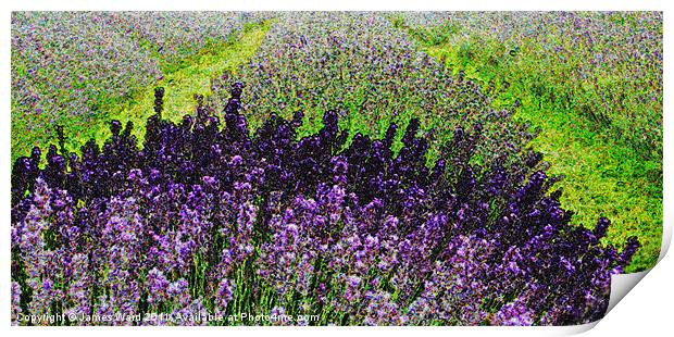 Lavender field Print by James Ward