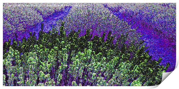 Funky Lavender Print by James Ward