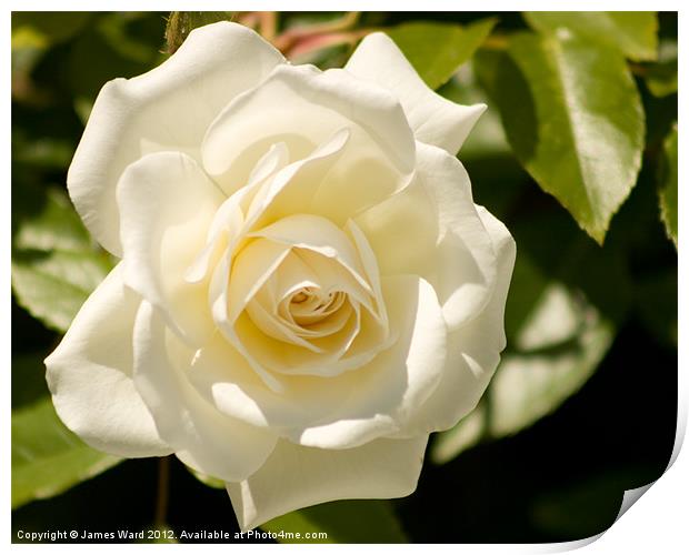 White Rose Print by James Ward