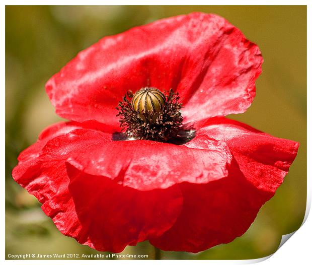 Garden Poppy Print by James Ward