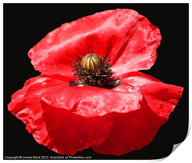 Remembrance Poppy Print by James Ward