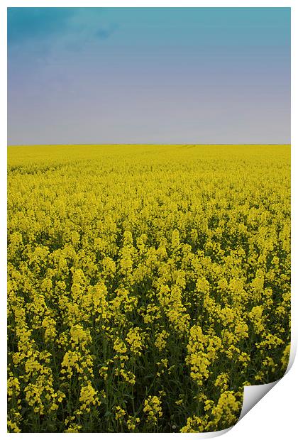 Yellow Field Print by James Ward
