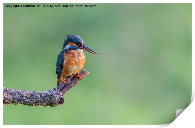 Perched Kingfisher Print by Christine Johnson