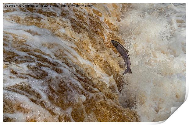 Leaping Salmon  Print by Christine Johnson