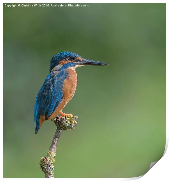 Kingfisher in Profile Print by Christine Johnson