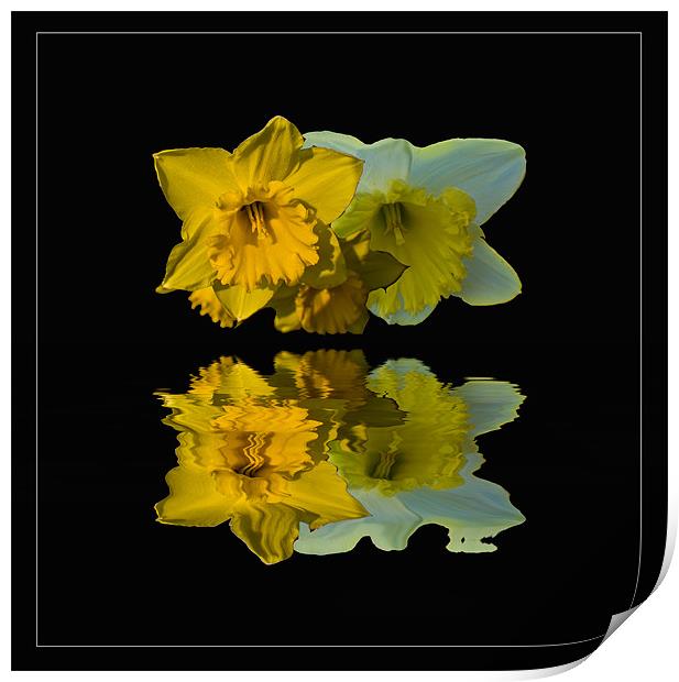 Daffodil Reflections Print by John Ellis