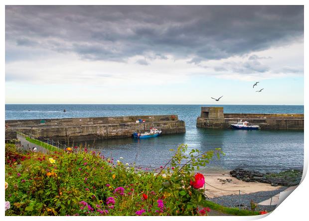 Craster Harbour Print by John Ellis