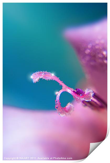 Drops of dew Print by