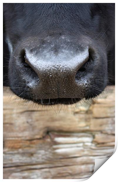 Nosey Cow Print by zoe jenkins