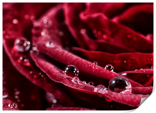 Rose Drops Print by zoe jenkins