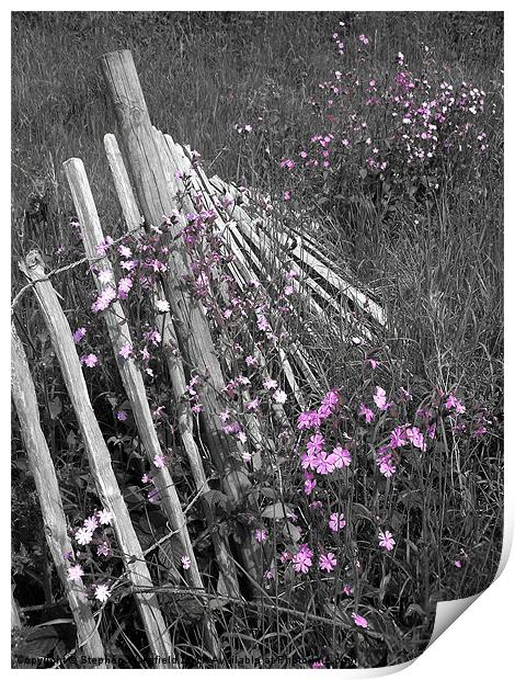 Fallen Fence Print by Stephen Wakefield