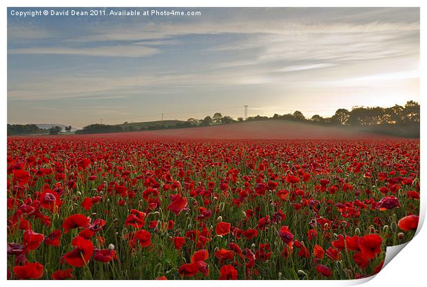 Poppy Mist Print by David Dean