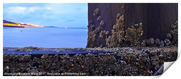 Barnacles Print by Kelvin Futcher 2D Photography