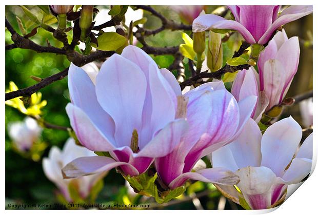 Magnolia in bud Print by Kelvin Futcher 2D Photography