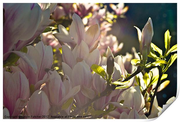 Magnolia in Bloom Print by Kelvin Futcher 2D Photography