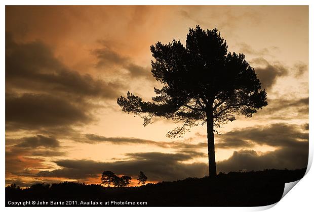 Silhouette Trees Print by John Barrie