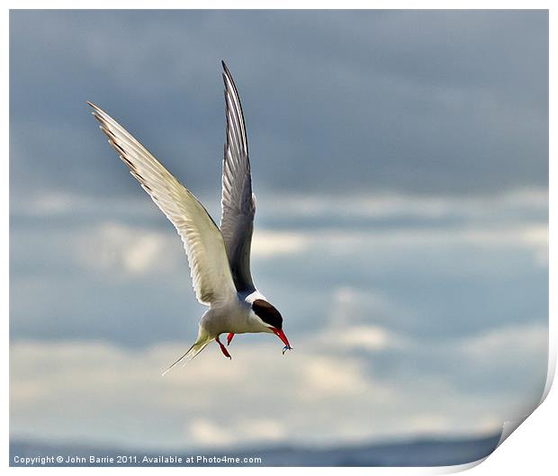 Arctic Tern Print by John Barrie