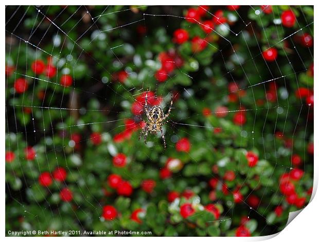 Spider berry Print by Beth Hartley