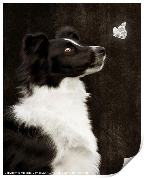 Border Collie with Butterfly Print by Victoria Davies