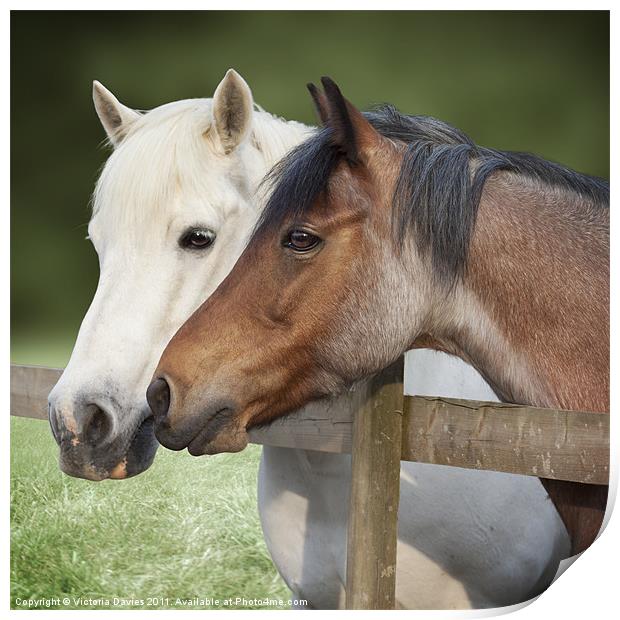 Two Ponies at the Fence Print by Victoria Davies