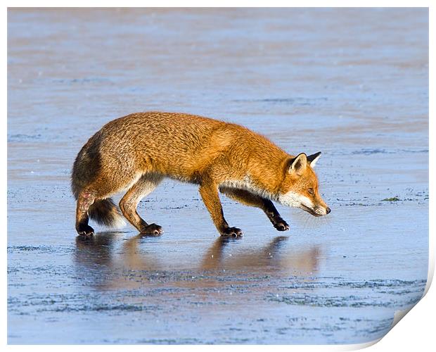 Fox on ice Print by Andrew Haynes