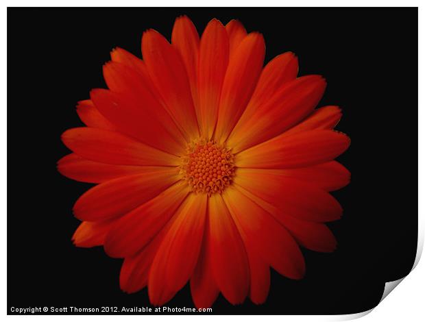 Marigold on black Print by Scott Thomson