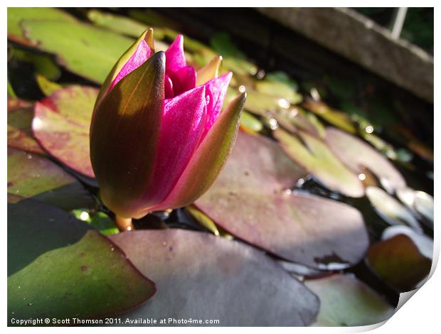 Water Lily Print by Scott Thomson