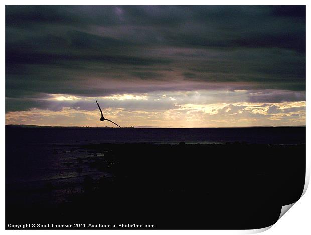 Sunset Seagull Silhouettte Print by Scott Thomson