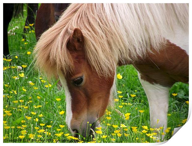 Horse Print by Scott Thomson