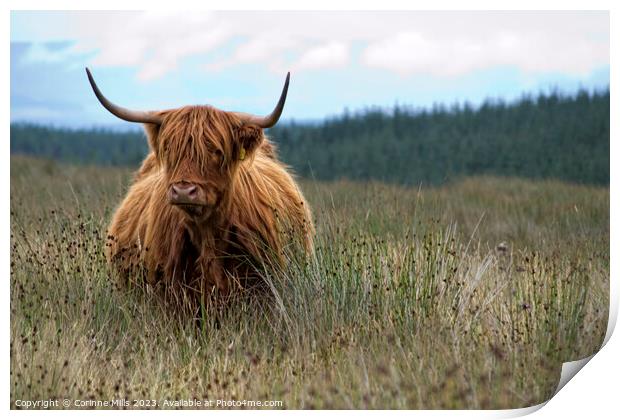 HIghland Cow at Loch Turret Print by Corinne Mills
