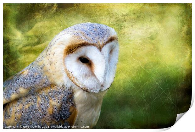 Barn Owl Print by Corinne Mills