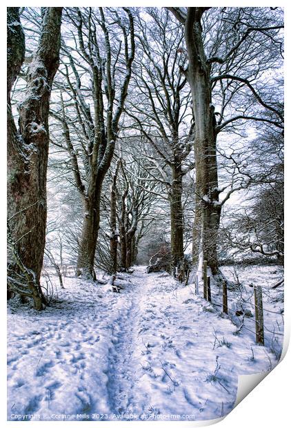 Snowy woodland path Print by Corinne Mills