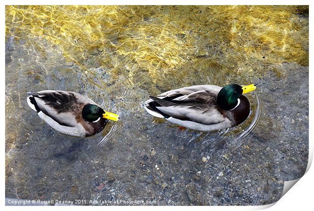Two male ducks off out for a cruise Print by Russell Deaney